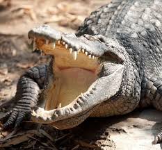 (10 newton are needed to lift 1 kilogram.) although not proved by this study, most studies however confirm that the maximum bite force is gender biased. 15 Animals That Have The Strongest Bite