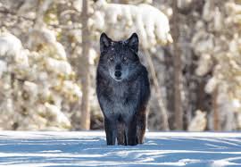 Joe edwards and nathan judah evaluate the wolves forwards this season with raul jimenez, fabio silva, pedro neto & adama traore the main talking. Forest Service Protections Sought For Wolves In Idaho Montana Wildernesses Center For Biological Diversity