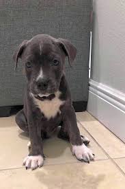 Please note, these dogs are from rescues and shelters nationwide and are not available through the aspca. Looking To Adopt A Pet Here Are 6 Perfect Puppies To Adopt Now In