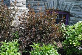 May 21, 2020 · what is a shrub on standard? Photo Of The Entire Plant Of Eastern Ninebark Physocarpus Opulifolius Summer Wine Posted By Ilparw Garden Org