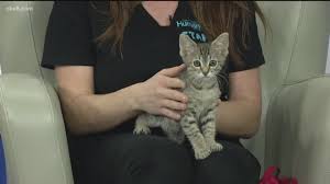 Altough we want to help, it's best to leave them with their mother. It Is Kitten Season At The San Diego Humane Society Cbs8 Com