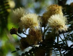 Image result for Albizia schimperiana
