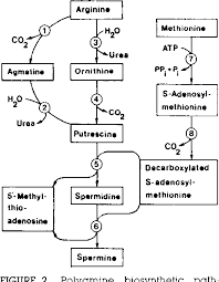Spermidine — chembox new imagefile=spermidine 2d skeletal.png imagesize= imagefile2=spermidine 3d balls.png iupacname=n (3 aminopropyl)butane 1,4 diamine. Figure 2 From Putrescine Spermidine And Spermine Semantic Scholar