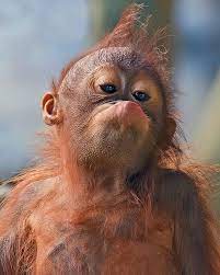 top 27 funny monkey pictures quotes words sayings monkey pictures funny monkey pictures monkeys funny