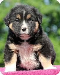 After the advent of modern machinery, the bernese mountain dog nearly became extinct as a breed because of the lack of necessity for it. Pennigton Nj Bernese Mountain Dog Meet Gregory A Pet For Adoption
