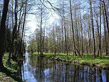 Urwald von białowieża, bialowieza, byalovezhska pushcha, puszcza białowieska. Bialowieza Urwald Wikipedia