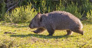 Image result for dead wombat
