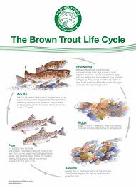 trout lifecycle wild trout trust