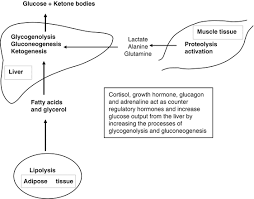Glucagon is released in response to low blood glucose levels and to events whereby the body needs additional glucose, such as in response to vigorous exercise. Hypoglycemia Springerlink