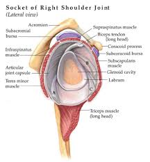 On the left is a standard (anatomic) shoulder arthroplasty. Shoulder Pain The Center For Physical Rehabilitation