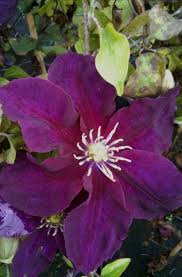 4, 5, 6, 7, 8, 9what is my zone? Clematis Baumschule Schmidtlein Effeltrich