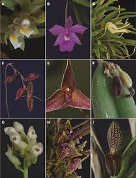 Image result for Habenaria tenuispica