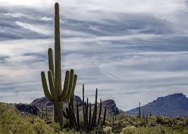 National monument in the united states. Organ Pipe Cactus National Monument Usa