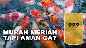 Cara ternak lele terpal, cat kolam ikan, ciri pohon mahoni, desain filter kolam ikan koi, desain filter kolam koi, desain kolam,. Cat Kolam Ikan Yang Aman Dan Murah Review Indeks Cat Kolam Youtube