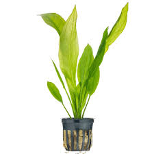 Water wisteria is from carpet plants category which grows fast, quickly adding depth and beauty to your freshwater aquarium. Top 10 Easy Aquarium Plants That Every Beginner Should Try Aquarium Co Op