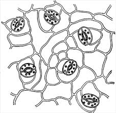 Maybe you would like to learn more about one of these? Investigation Of Leaf Stomata