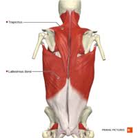 Image result for Low Back Exam