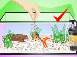 We did not find results for: How To Set Up A Fish Tank For Goldfish 10 Steps With Pictures