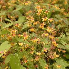 Epimedium 'Jester's Hat' PPAF