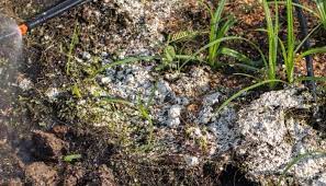 Check spelling or type a new query. Soil Fungus 101 Identify Treat And Prevent Common Fungus Whyfarmit Com