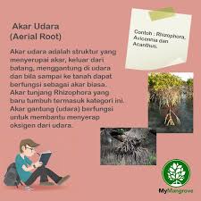 Ki berpegang tetak belimbing condong ke dapur, tetak tunjang dari dahan; Mymangrove Home Facebook