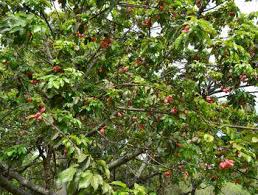 Image result for Blighia