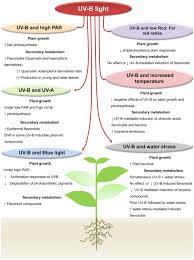 Maybe you would like to learn more about one of these? Frontiers Interactive Effects Of Uv B Light With Abiotic Factors On Plant Growth And Chemistry And Their Consequences For Defense Against Arthropod Herbivores Plant Science