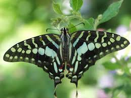 Image result for Artabotrys monteiroae