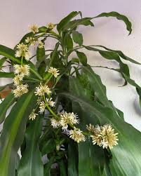 Image result for Dracaena camerooniana
