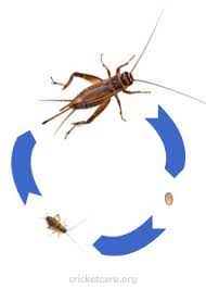 Camel crickets, he says, are usually outdoor pests that are found around the exterior of a building, typically in cool moist environments on the outside as 2/8/2021 the downside to life in a supertall tower: Cricket Life Cycle