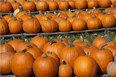 Arboretum Glass Pumpkin Patch