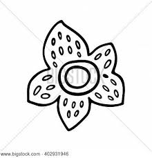 In such web page , we additionally have number of graphics out there. Rafflesia Images Illustrations Vectors Free Bigstock