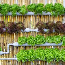 Learn more about this here. How To Build A Hydroponic Garden