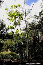 Image result for Anthocleista