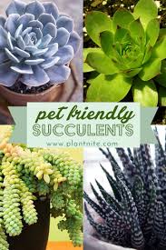 If you're not sure whether or not a succulent is poisonous to cats and dogs, you can check the american society for. Check Out These Pet Friendly Nontoxic Succulents According To The Aspca That We Re Always Planting At Pla Safe House Plants Succulents Cat Safe House Plants