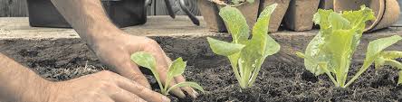 Garden bed is not only a place for growing vegetables, fruits and other plants in your home's outdoor, it will also create beautiful landscape. Top 10 Most Popular Raised Garden Beds Bunnings Workshop Community