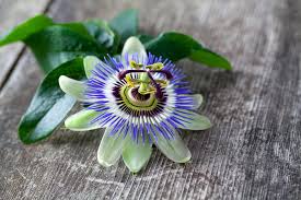 Cette liane grimpante aux fleurs spectaculaires est loin de se limiter à ses qualités les aztèques utilisaient déjà la passiflore pour ses vertus thérapeutiques, en particulier pour calmer les. Passiflore Mode D Emploi De La Plante Du Sommeil