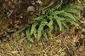 Image result for Asplenium africanum