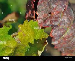 Image result for Grapevine leafroll virus