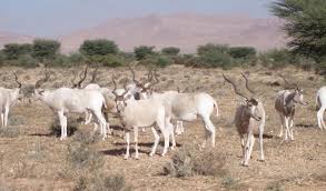 Axis deer • circle h ranch. To Save The Addax Antelope The Oil Sector And Government Must Work Together With Conservationists Blogs Iucn