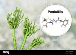 Image result for Penicillin
