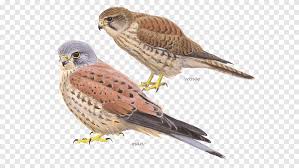 Em apenas 12 dias regressou para a sua toca, tendo inclusivamente chegado antes da carta que os investigadores tinham enviado para o reino unido a avisar da libertação da ave. Ave Paises Baixos Peneireiro Falcao Peregrino Observacao De Aves Falcao Coruja Png Pngegg