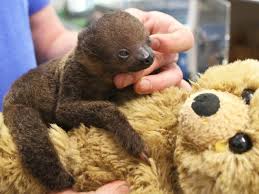 Where are your table manners? Are You My Mommy Baby Sloth Adopts Teddy Bear As Mother