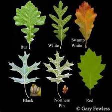 oak identification chart bing images white oak tree