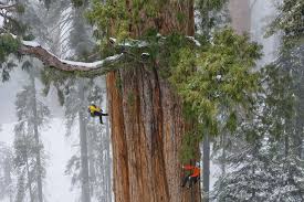 Climbing A 3200 Year Old Giant Sequoia Tree Martynas Jocius