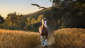 See new Budweiser Clydesdale commercial for 2026