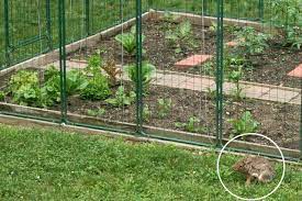 A skunk got into our ground garden and dug up all the plants in an effort to eat the bone meal i used as fertilizer, and then a rabbit came through and buzzed all of our sunflowers and cucumber plants down to nubs. Garden Fencing Protection From Deer Rabbit Proof Critter Gardening Control