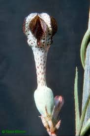 Image result for Ceropegia crassifolia