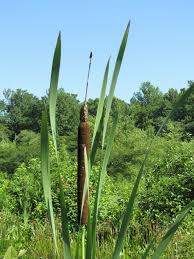 Image result for Typhaceae