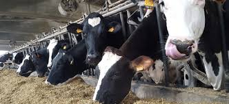 Mangimi per vacche da latte e in asciutta, manze, bovini all'ingrasso e vitelli e si differenziano per la percentuale di proteina in essi contenuta. Il Farinaccio Nell Alimentazione Della Vacca Da Latte L Informatore Agrario